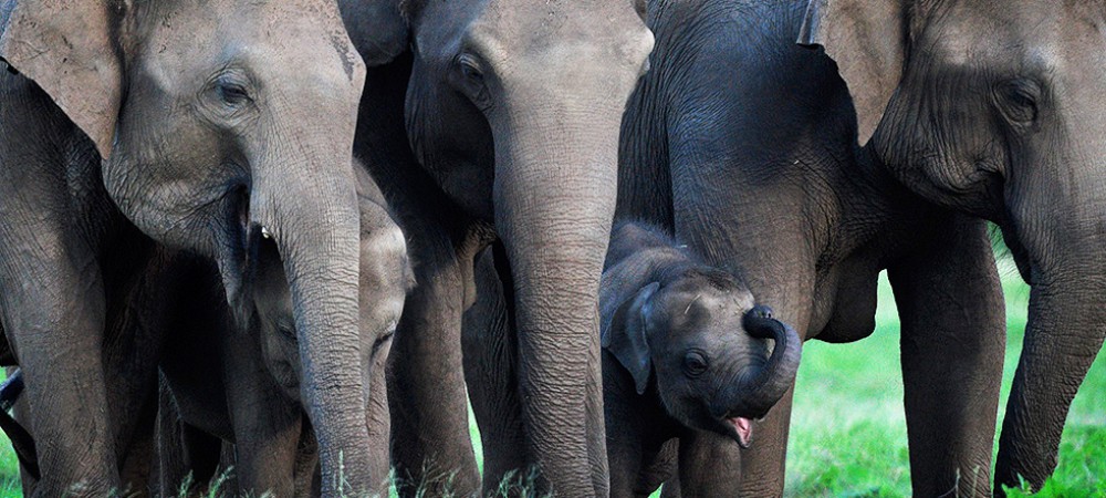 KAUDULLA NATIONAL PARK IN SRI LANKA
